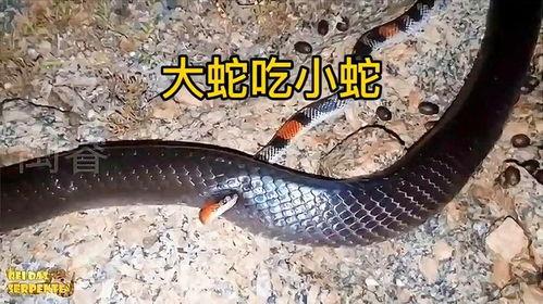 辛安小蛇吃瓜视频播放全集