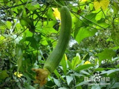 卖瓜的吃瓜视频下载软件,揭秘卖瓜吃瓜视频下载软件的神奇魅力