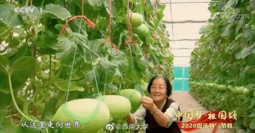 中国自由吃瓜视频,揭秘网络时代的全民娱乐现象