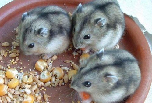 仓鼠可以吃偷瓜的籽吗视频,仓鼠能否享用偷瓜籽的甜蜜滋味？揭秘仓鼠饮食之谜