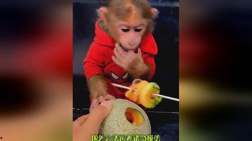 猴哥饿了吃哈密瓜视频大全,视频大全里的甜蜜冒险