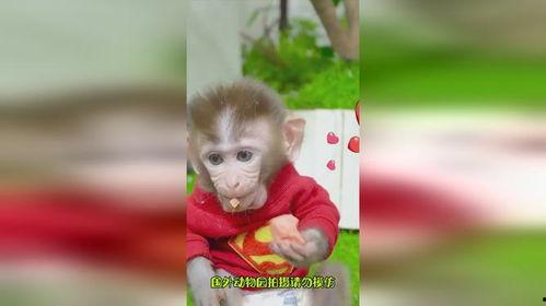 猴哥饿了吃哈密瓜视频大全,视频大全里的甜蜜冒险