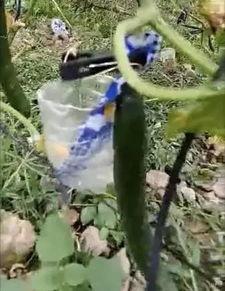 鹿邑吃瓜事件视频最新,一场网络狂欢背后的真相与反思