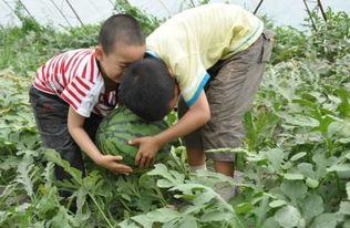 鹿邑吃瓜事件视频最新,一场网络狂欢背后的真相与反思
