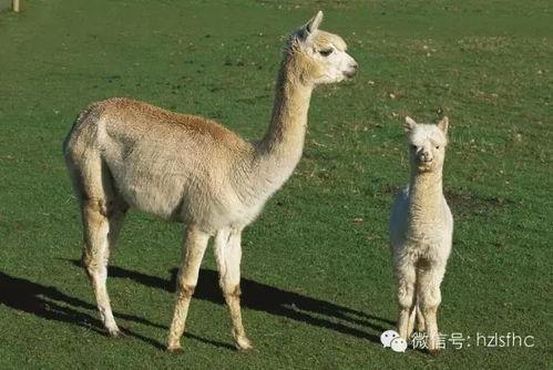 羊驼吃瓜视频大全,趣味视频大盘点