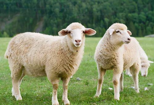 刘伟吃羊瓜最新视频,趣味横生美食瞬间