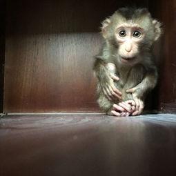 童话剧小猴吃瓜视频