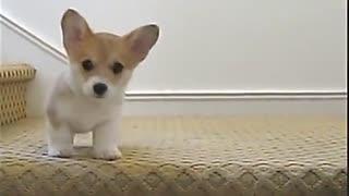 马吃瓜搞笑视频在线观看,欢乐无限，笑料横生