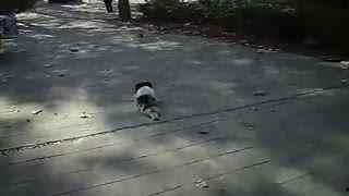 马吃瓜搞笑视频在线观看,欢乐无限，笑料横生