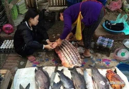 抓鱼群众吃瓜视频