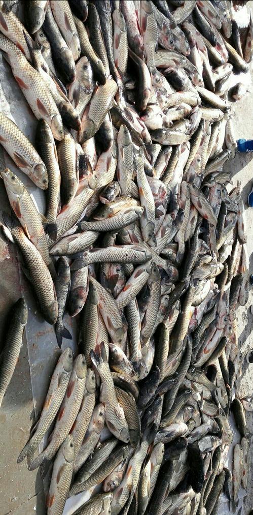 抓鱼群众吃瓜视频