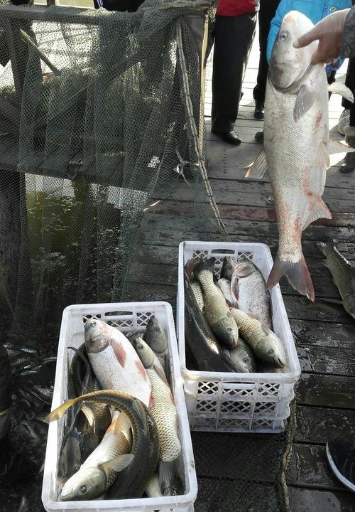 抓鱼群众吃瓜视频