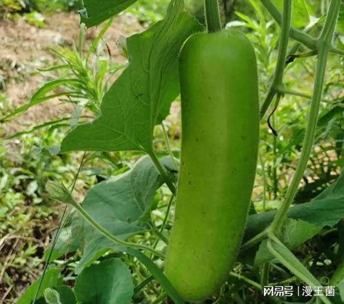 粗瓠子瓜怎么吃才好吃视频,视频教你如何烹饪出最佳口感