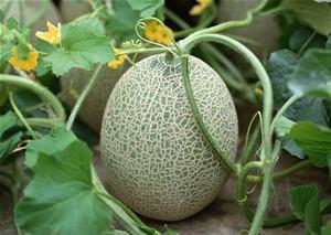 河南大姐吃哈密瓜视频,感受西域瓜果魅力