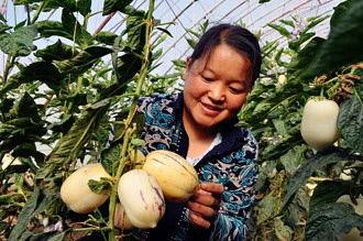 酒泉市吃瓜视频,趣味横生的市井生活