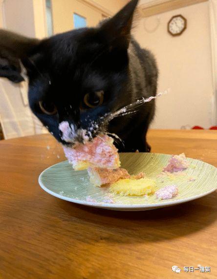 黑猫可以吃哈密瓜吗视频,揭秘猫咪的饮食习惯