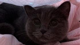 猫咪吃小瓜视频