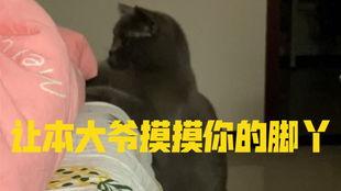 猫咪吃小瓜视频