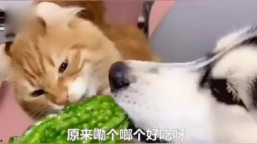 猫咪吃小瓜视频