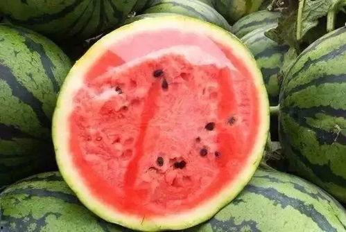 切瓜吃瓜两用神器视频,切瓜吃瓜神器视频揭秘