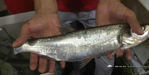 韩国吃活八瓜鱼视频,惊悚一幕！韩国民众现场品尝活八瓜鱼