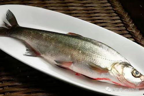 军人吃八瓜鱼视频,军人战士的独特味蕾体验