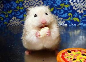 仓鼠可以哈密瓜吃吗视频,揭秘哈密瓜在仓鼠饮食中的奥秘