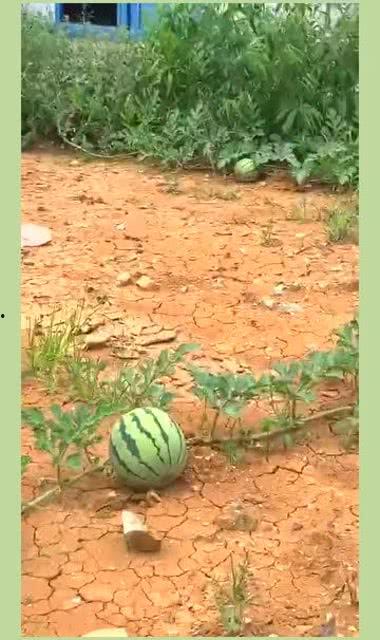 吃的瓜怎么留种子视频,跟着视频学留种