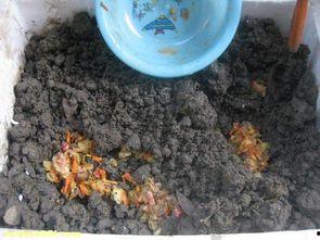 吃的瓜怎么留种子视频,跟着视频学留种