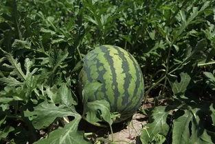 一块钱一个吃瓜视频,尽享短视频盛宴