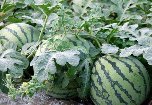 老瓜种怎么吃才好吃视频,视频揭秘美味老瓜的烹饪秘诀