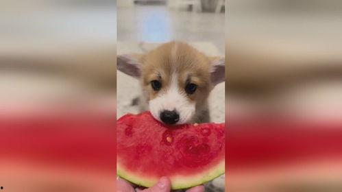 幼犬可以吃生瓜吗视频讲解,营养与注意事项