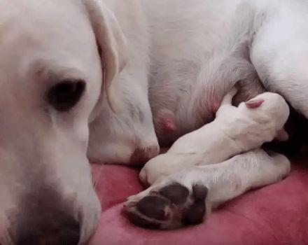 幼犬可以吃生瓜吗视频讲解,营养与注意事项