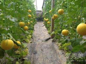 吃伊丽莎白瓜的视频,一饱口福的视觉盛宴