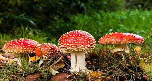 51吃瓜事件蘑菇视频