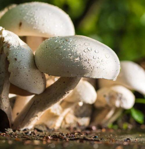 51吃瓜事件蘑菇视频