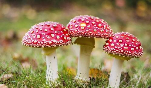 51吃瓜事件蘑菇视频