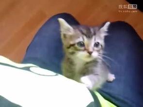 喵喵吃蓝瓜视频下载,喵喵吃蓝瓜视频下载攻略