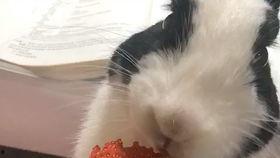 喵喵吃蓝瓜视频下载,喵喵吃蓝瓜视频下载攻略