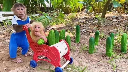 猴子吃黄瓜自己摘瓜视频,趣味视频展现动物智慧与生活趣事