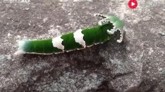 吃瓜搞笑动物视频素材