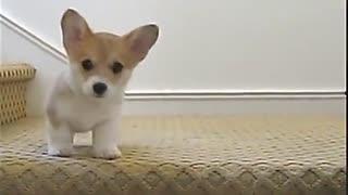 吃瓜搞笑动物视频素材