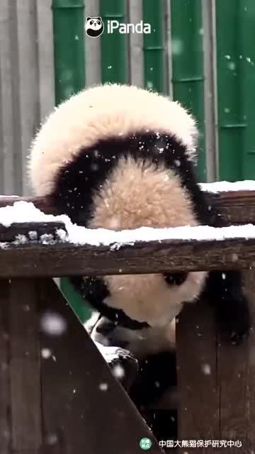 吃瓜小熊模仿视频