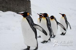 吃瓜企鹅视频下载,视频下载背后的秘密