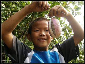 给别人吃八月瓜好吗视频,给亲朋好友品尝的绝佳选择