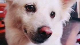 吃瓜的声音的视频,揭秘吃瓜群众的趣味瞬间