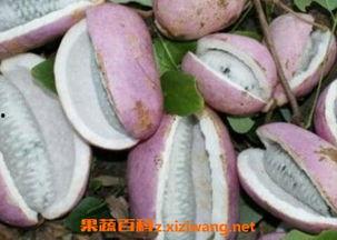 师兄测评吃八月瓜的视频,八月瓜口感独特，揭秘热带水果新宠