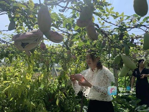 师兄测评吃八月瓜的视频,八月瓜口感独特，揭秘热带水果新宠