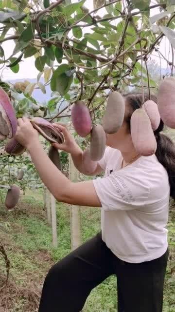 师兄测评吃八月瓜的视频,八月瓜口感独特，揭秘热带水果新宠