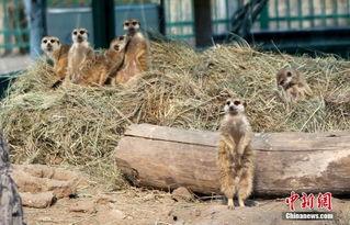 吃瓜狐獴视频,揭秘野生动物的趣味生活